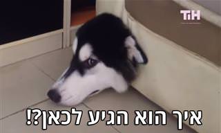 סרטון קצר עם כמה מהכלבים המצחיקים בעולם