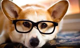 11 חיות מחמד מתוחכמות