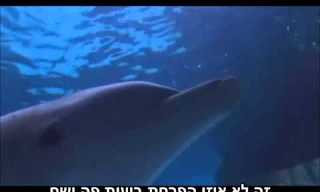 במה דולפינים משחקים?