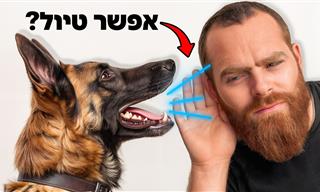 מאלף מסביר: איך לדבר עם כלבים?