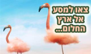 יצירות של האמן הדיגיטלי טד צ'ין