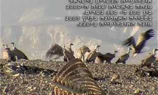 שיקום אוכלוסיית הנשרים בנגב