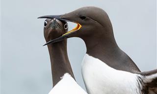תמונות טבע מתחרות צילום חיות הבר והקומדיה של ניקון 2025