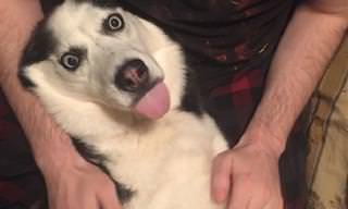 סדרת תמונות קורעת של כלבים עם הבעות מצחיקות