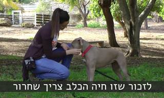 10 טיפים לאילוף חכם, יעיל ומהנה של הכלב שלכם