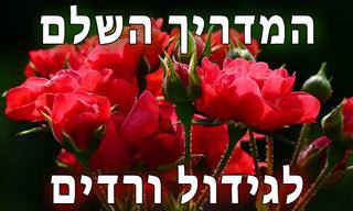 המדריך השלם לגידול ורדים בתוך בית