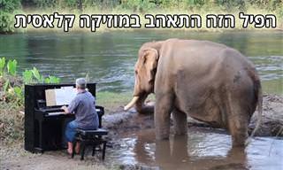 פסנתרן מנגן יצירות קלאסיות לפילים – פרויקט מקסים שידהים אתכם!