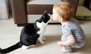סרטון מקסים של ילד וחתול קטן שאוהבים להתנשק