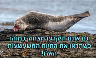 16 תמונות משעשעות מתחרות צילומי חיות מצחיקות לשנת 2020