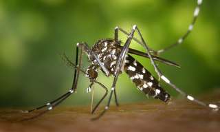 6 סוגי מזון שמושכים יתושים
