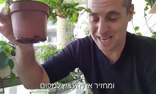הטיפ הזה ישמור על הנענע ועל שאר הצמחים שלכם