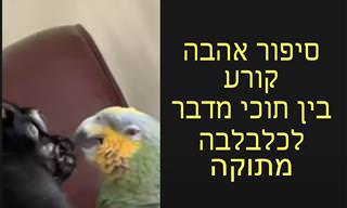 רץ ברשת: סיפור אהבה מרגש בין כלבלבה לתוכי מדבר