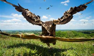 21 תמונות מדהימות מתחרות צילום הציפורים של הקרן הבריטית לצפרות