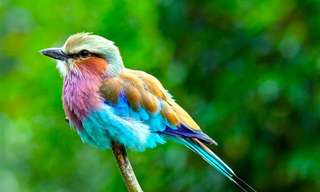 26 מבעלי החיים הצבעוניים ביותר בעולם