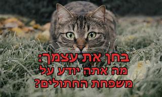 בחן את עצמך: מה אתה יודע על חתולים?