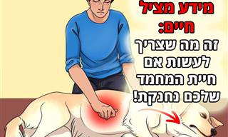 כך תבצעו עזרה ראשונה לחיית המחמד שלכם כשהיא נחנקת