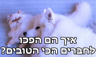 סיפור החברות המקסים של קספר הכלב ורומיאו החתול