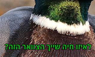 בחן את עצמך: האם תצליח לזהות את בעלי החיים לפי התמונות האלו?
