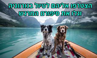 תמונות של כלבים עם סיפור מרגש, שמטיילים ברחבי נורווגיה