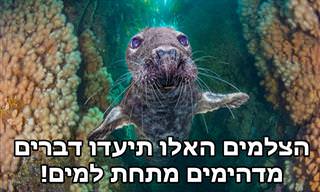 15 תמונות מדהימות מתחרות הצלם התת ימי הטוב ביותר של 2021