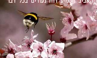 איך יודעים שבא אביב? משפטים מקסימים! המצגת מלווה במוזיקה - מומלץ להדליק רמקולים.להפסקת המוזיקה לחצו על 