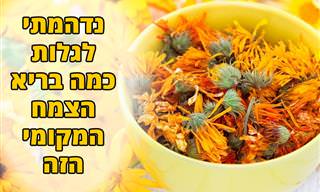 יתרונותיו הבריאותיים של צמח ציפרוני החתול - קלנדולה