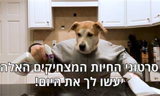 6 סרטונים חמודים ומצחיקים של חיות שתרצו לשתף בוואטסאפ