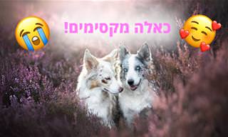 21 פורטרטים מקסימים של כלבים בסביבת נוף טבעי