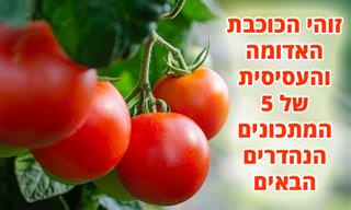 5 מתכונים למנות עיקריות ותוספות שבהן מככבת עגבנייה