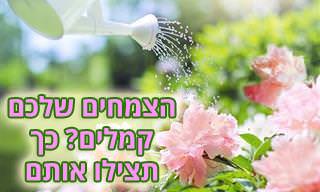 מדוע הצמחים שלכם מתים וכיצד למנוע זאת - מדריך חובה לכל חובב גינון