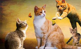 5 סוגי האישיות הנפוצים ביותר בקרב חתולים
