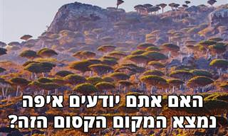 16 תמונות מרהיבות מסוקוטרה - אי תימני מרהיב באוקיינוס ההודי