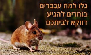 6 סיבות שבגללן עכברים מגיעים לביתכם