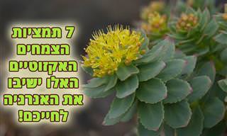 7 תמציות צמחי המרפא האקזוטיים המומלצות ביותר להעלאת האנרגיה