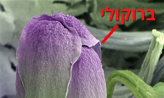 15 תמונות של מוצרי מזון מתחת לעדשת המיקרוסקופ