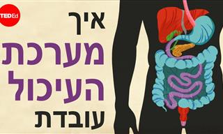 איך מערכת העיכול עובדת? סרטון הסבר מרתק