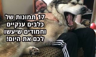 תמונות של כלבים ענקיים, אבל חמודים להפליא עם בעליהם