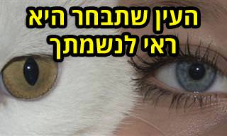 בחן את עצמך: מה העין החייתית שתבחר מעידה עליך?