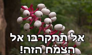 9 צמחים מפחידים ומסוכנים שכדאי להתרחק מהם