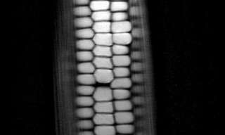 סריקת MRI של ירקות ופירות