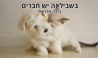 בשביל זה יש חברים