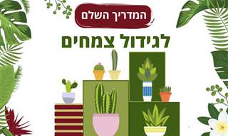 המדריך השלם לגידול צמחים בתוך הבית