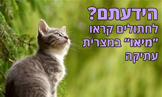 20 עובדות היסטוריות שיפתיעו אתכם