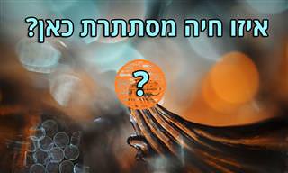 17 תמונות מרהיבות של שבלולים