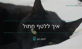 סרטון הסבר: מתי ואיך כדאי ללטף את החתולים שלכם?