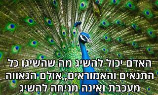 14 ציטוטי חז