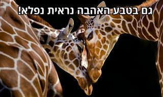 14 תמונות מדהימות של בעלי חיים מפגינים אהבה