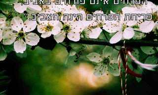 ציטוטים מקסימים ליום הראשון של האביב