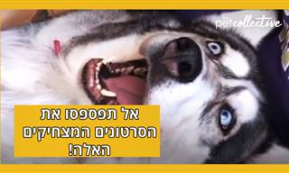 5 סרטונים ויראליים חמודים, קצרים ומצחיקים במיוחד!