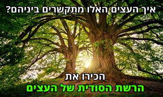 הכירו את הרשת הסודית של העצים